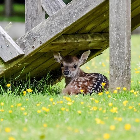 Deer Cottage 2 Uk39332 Biddenden Eksteriør billede