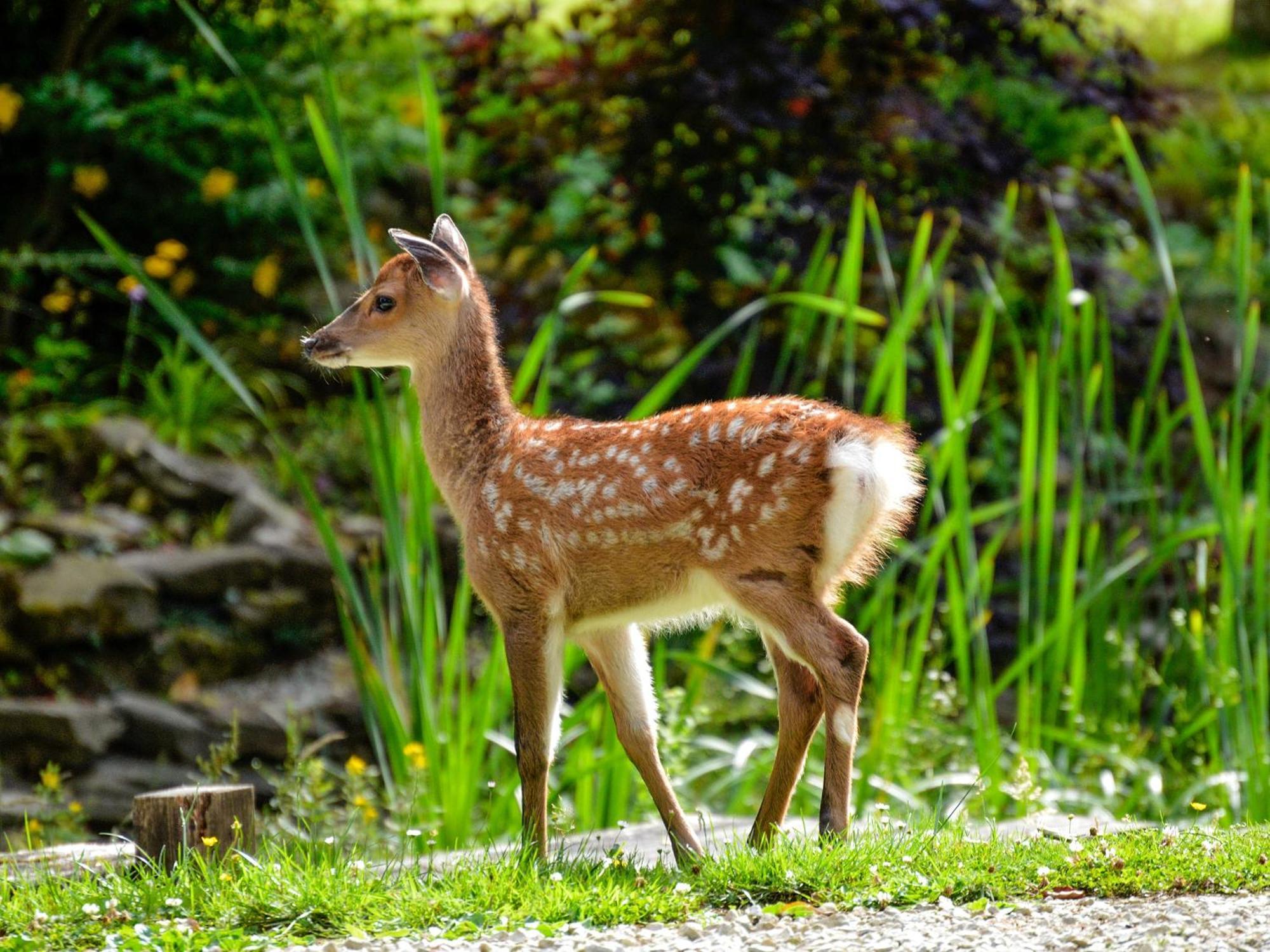Deer Cottage 2 Uk39332 Biddenden Eksteriør billede