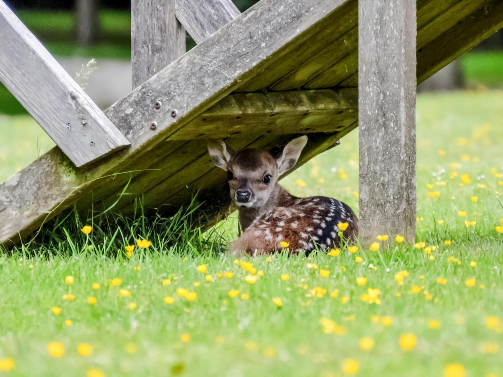 Deer Cottage 2 Uk39332 Biddenden Eksteriør billede